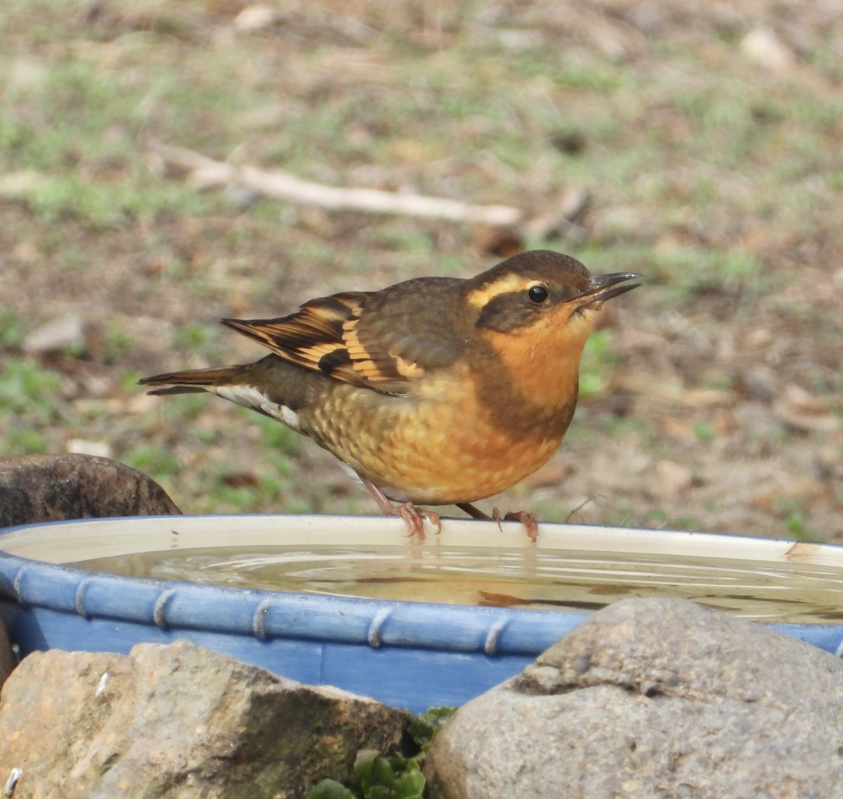 ムナオビツグミ - ML646860476