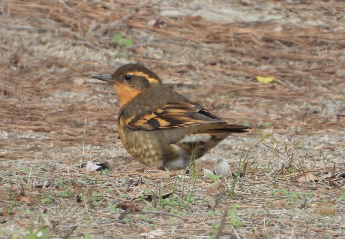 ムナオビツグミ - ML646860477