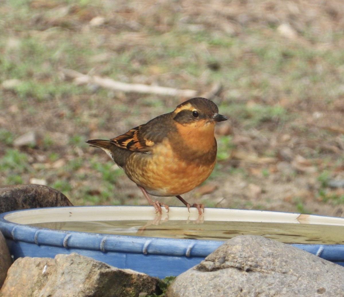 ムナオビツグミ - ML646860478