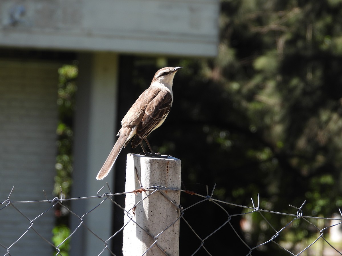 Chalk-browed Mockingbird - ML646860484