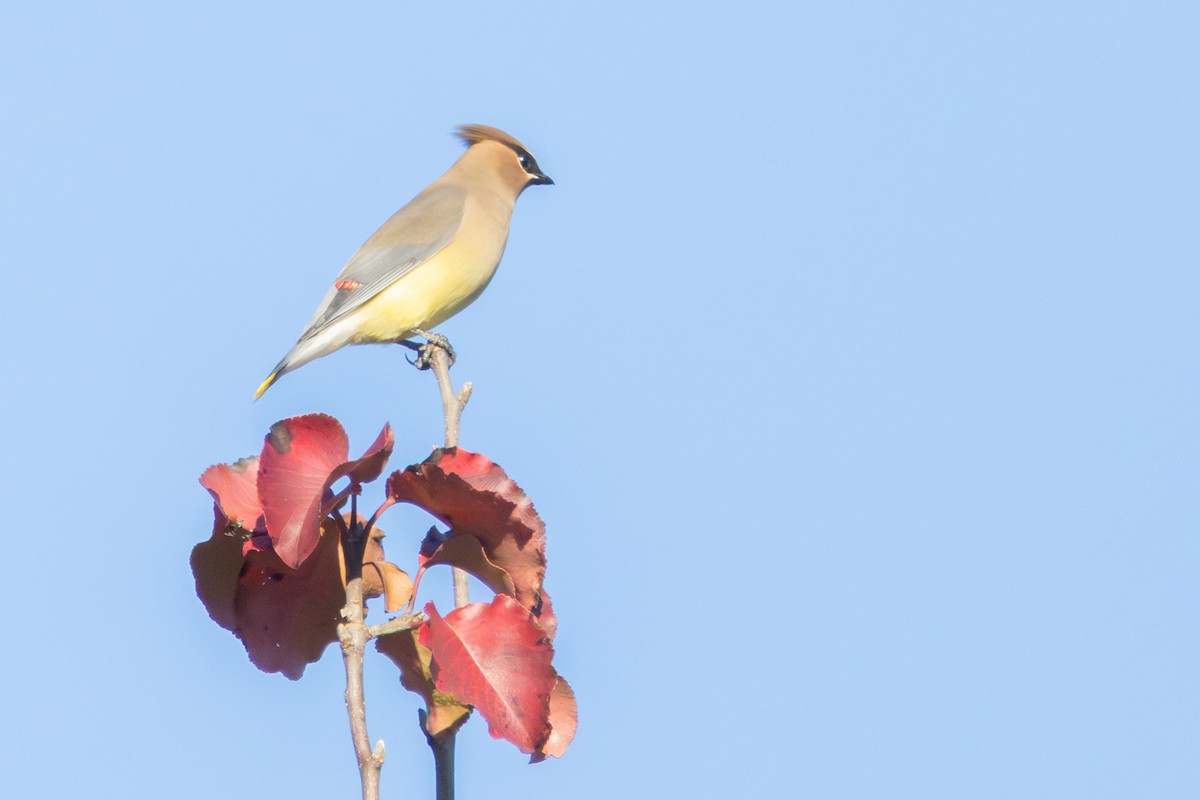 ヒメレンジャク - ML646860491