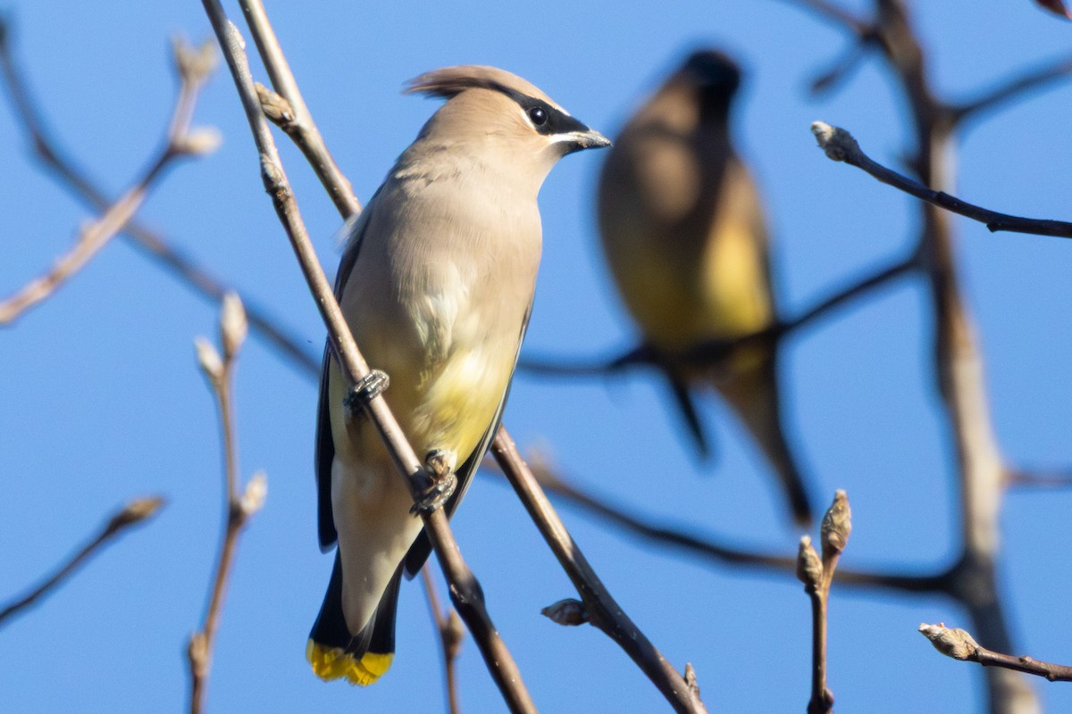 ヒメレンジャク - ML646860492