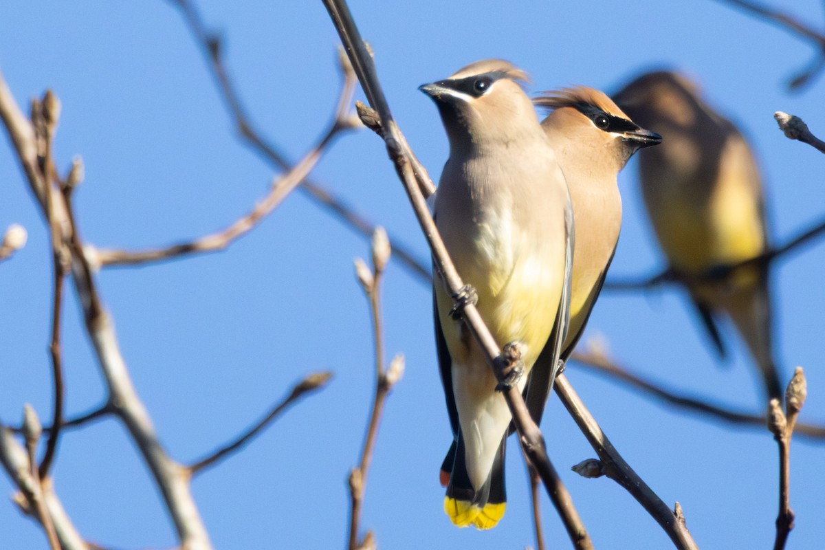 ヒメレンジャク - ML646860493