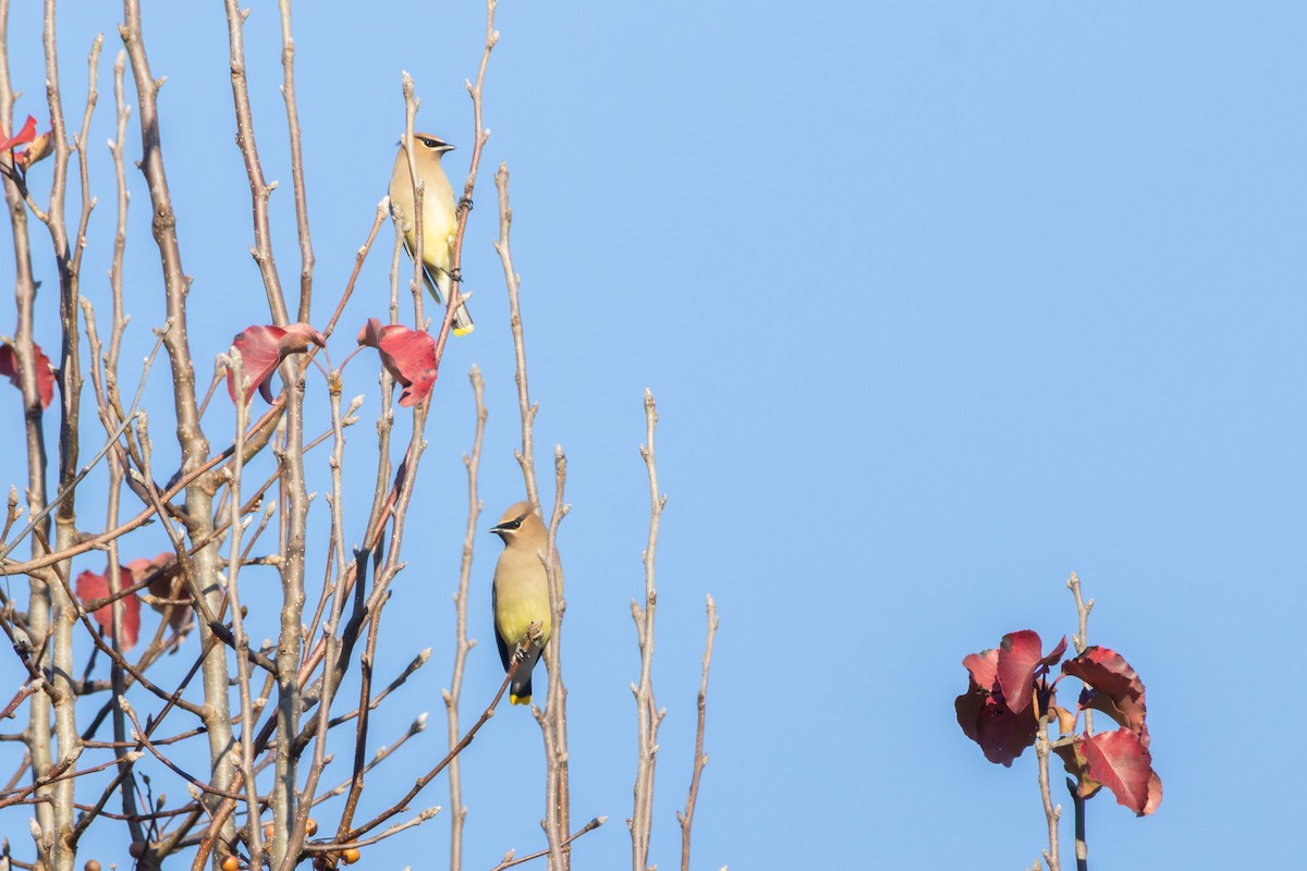 ヒメレンジャク - ML646860494