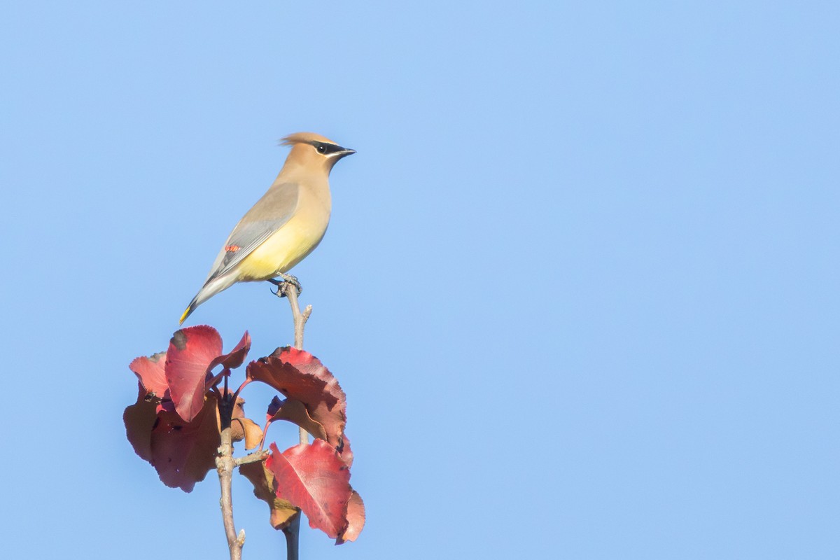 ヒメレンジャク - ML646860499