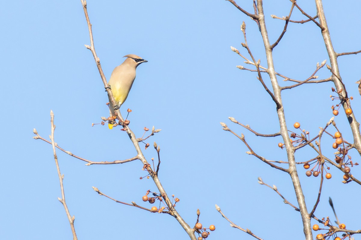 ヒメレンジャク - ML646860500