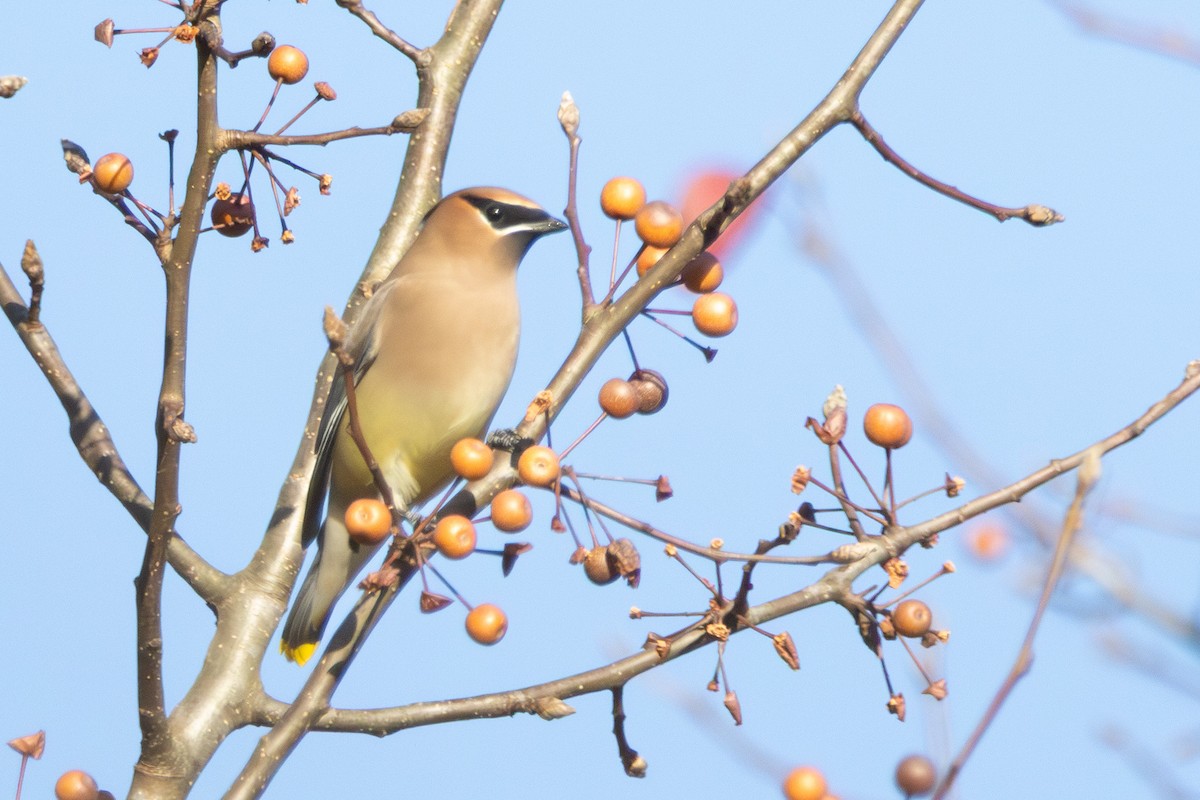 ヒメレンジャク - ML646860501