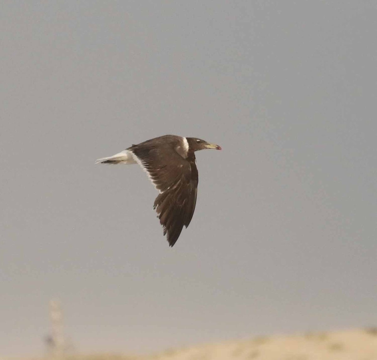 ススケカモメ - ML646860502