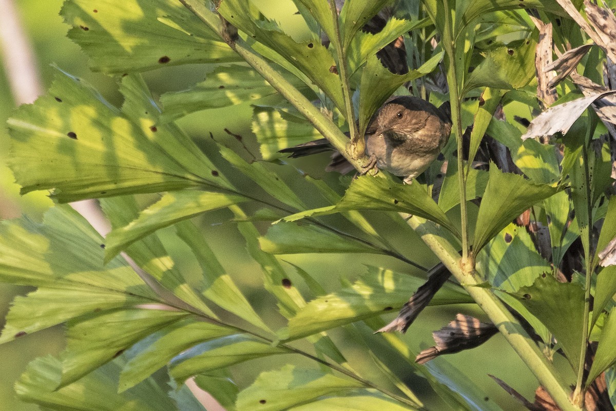 Zorzal Piquinegro - ML646860503