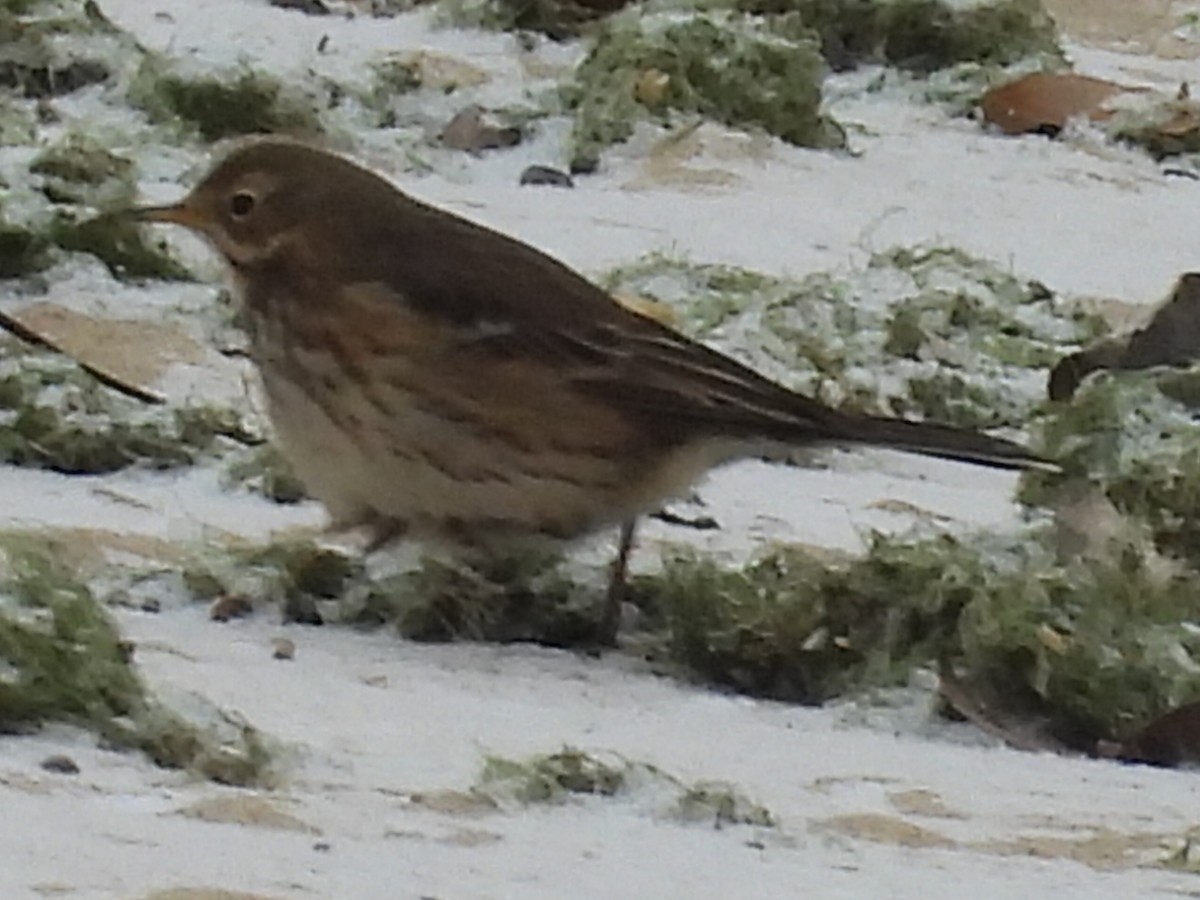 American Pipit - ML646860505