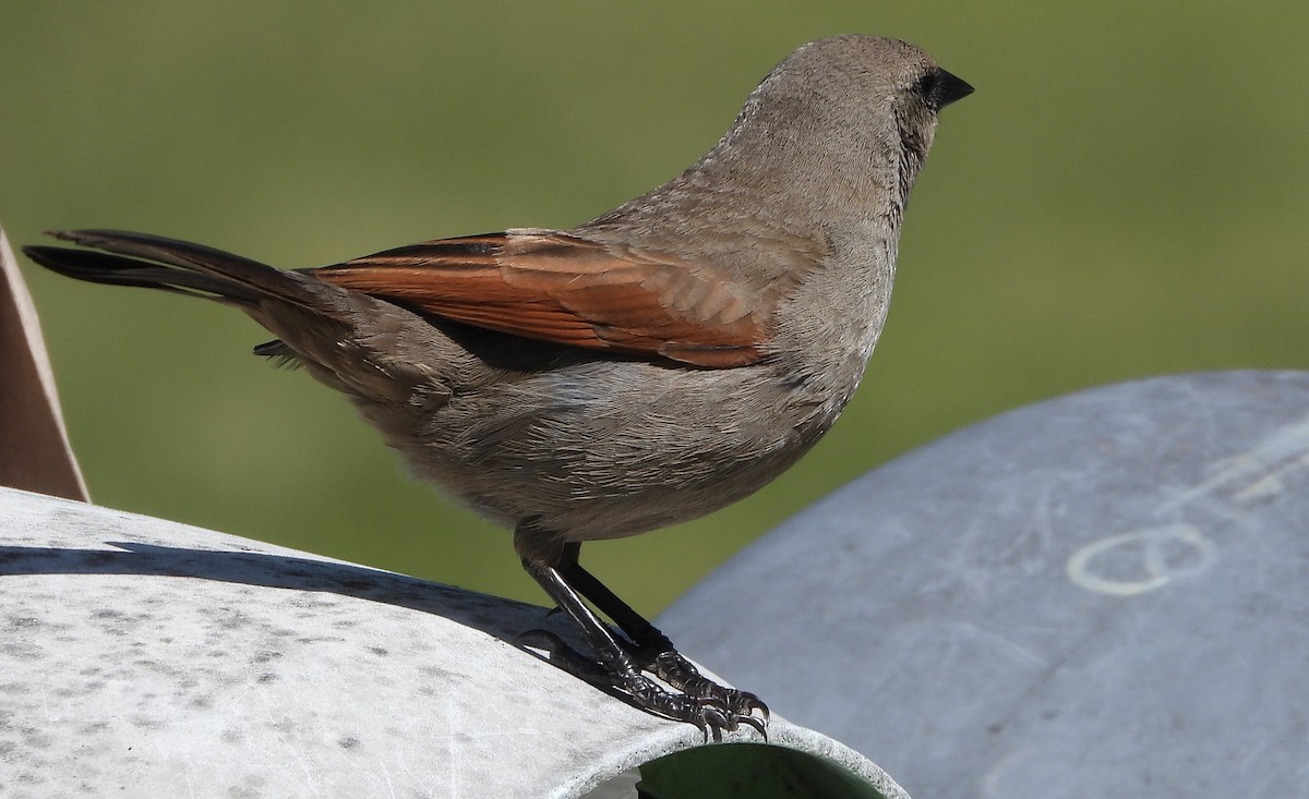 Grayish Baywing - ML646860507