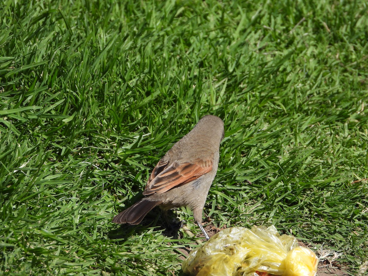 Grayish Baywing - ML646860509