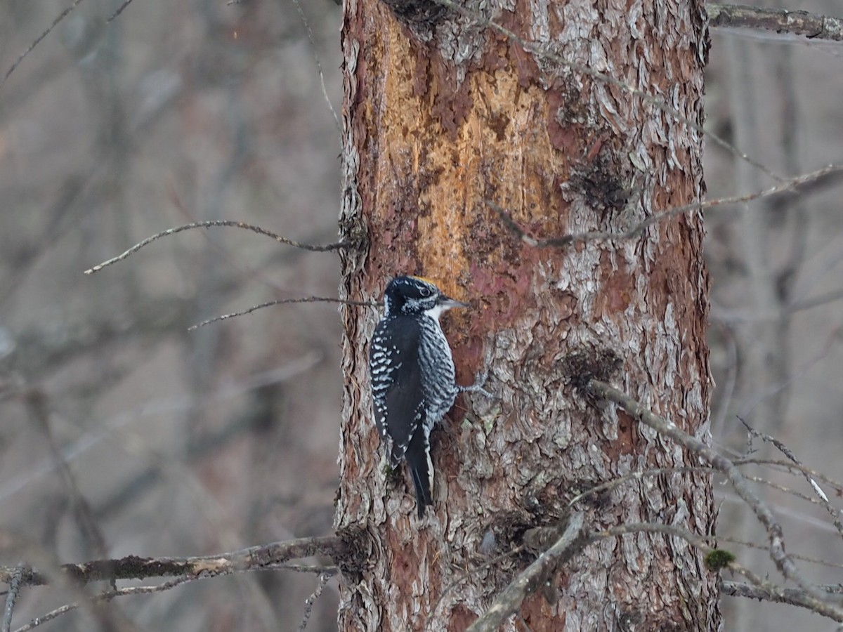 Fichtenspecht - ML646860522