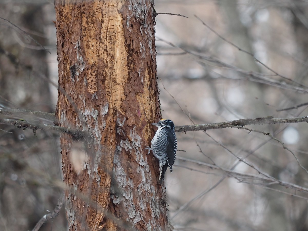 Fichtenspecht - ML646860523