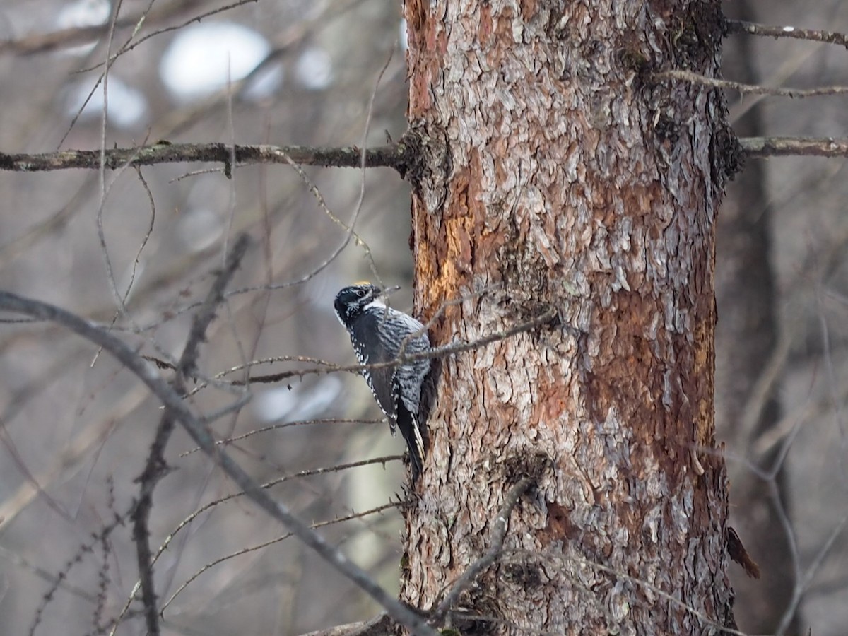 Fichtenspecht - ML646860524