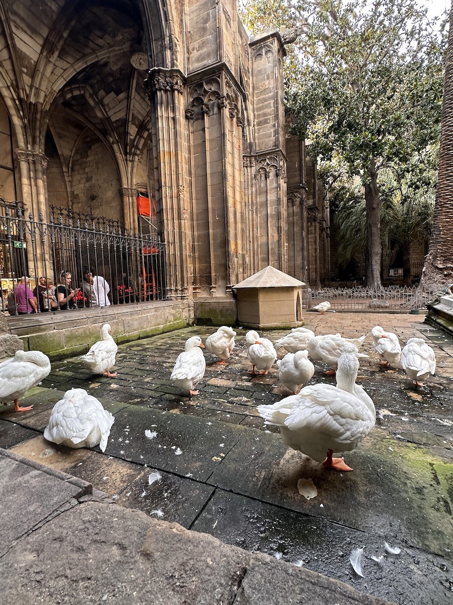 Graylag Goose - ML646860525