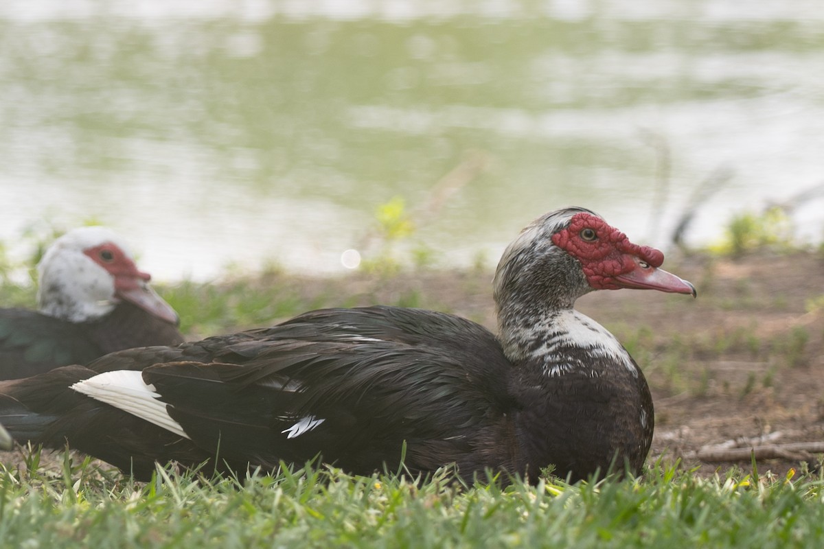 pižmovka americká (domestikovaná) - ML646860526