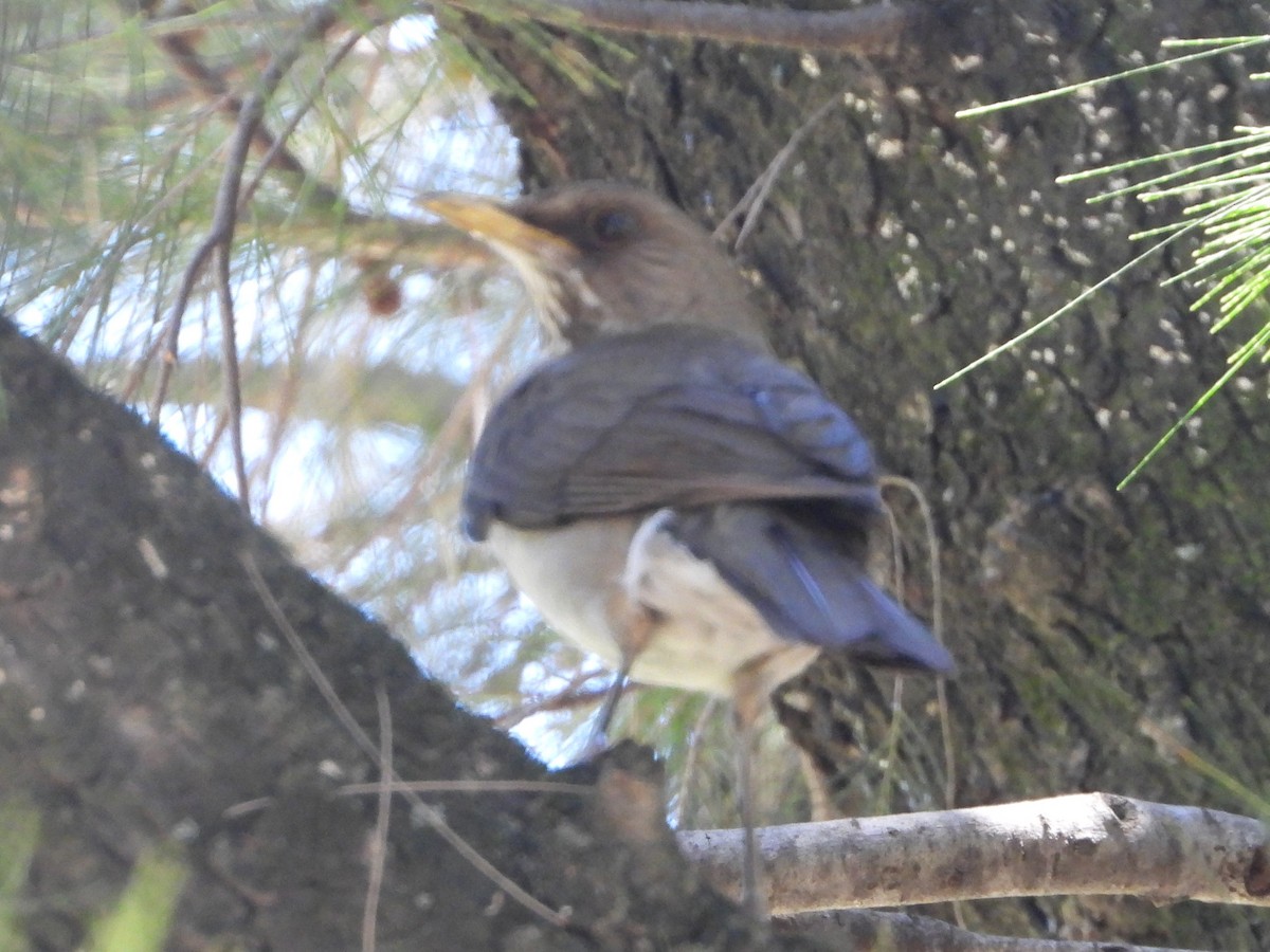 Creamy-bellied Thrush - ML646860530