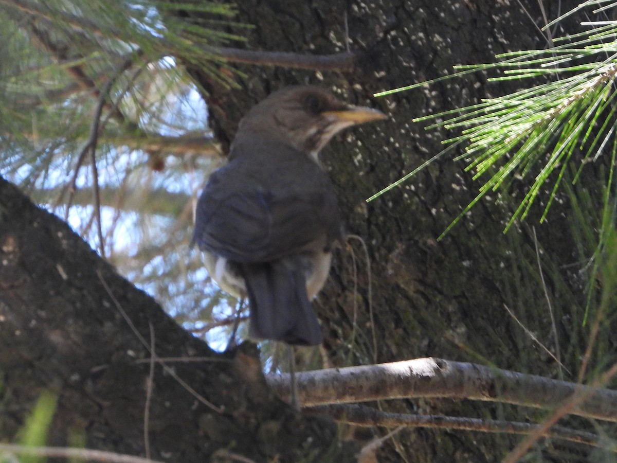 Creamy-bellied Thrush - ML646860531