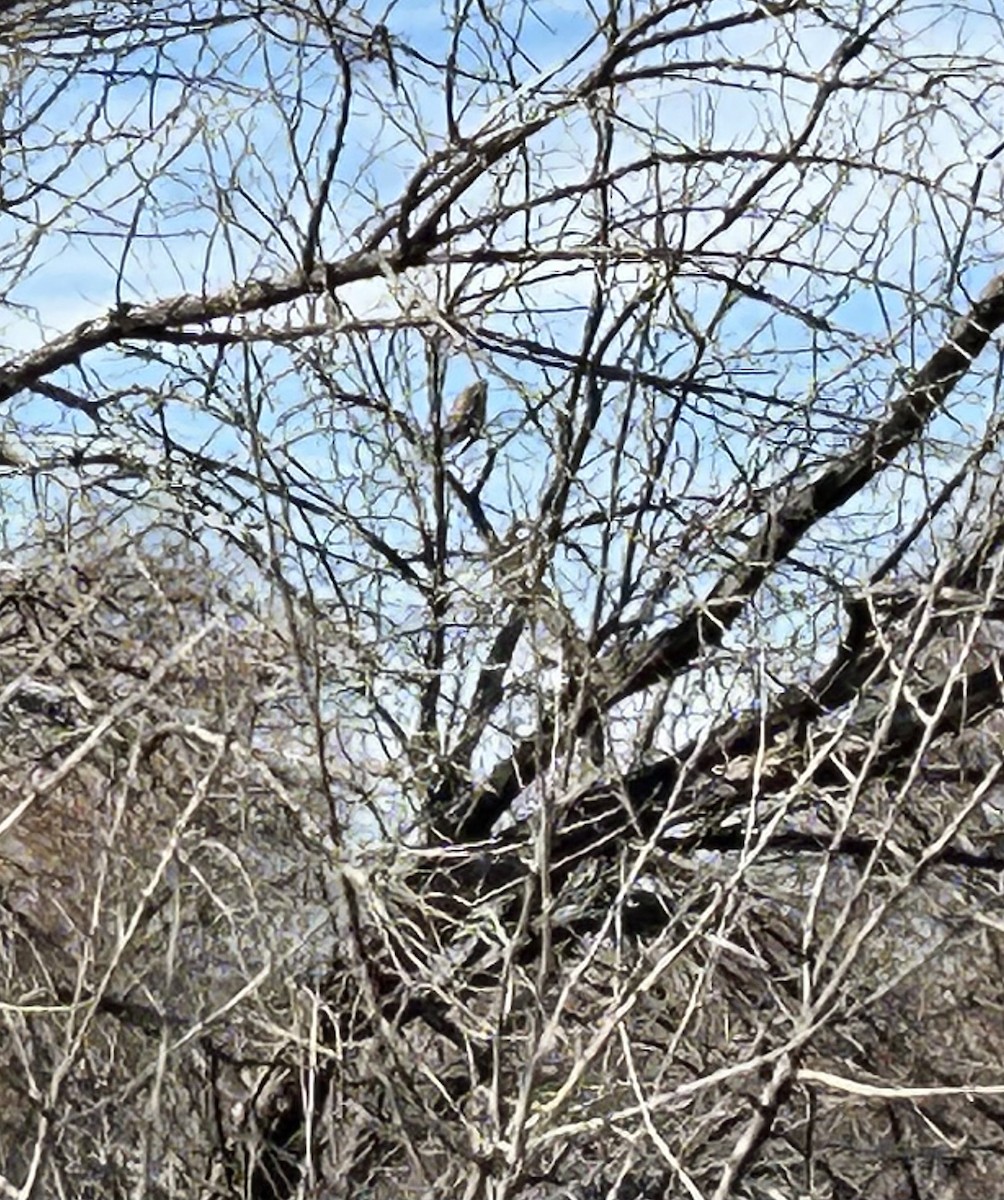 American Goshawk - ML646860533