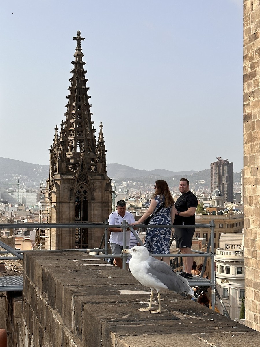 Yellow-legged Gull - ML646860542