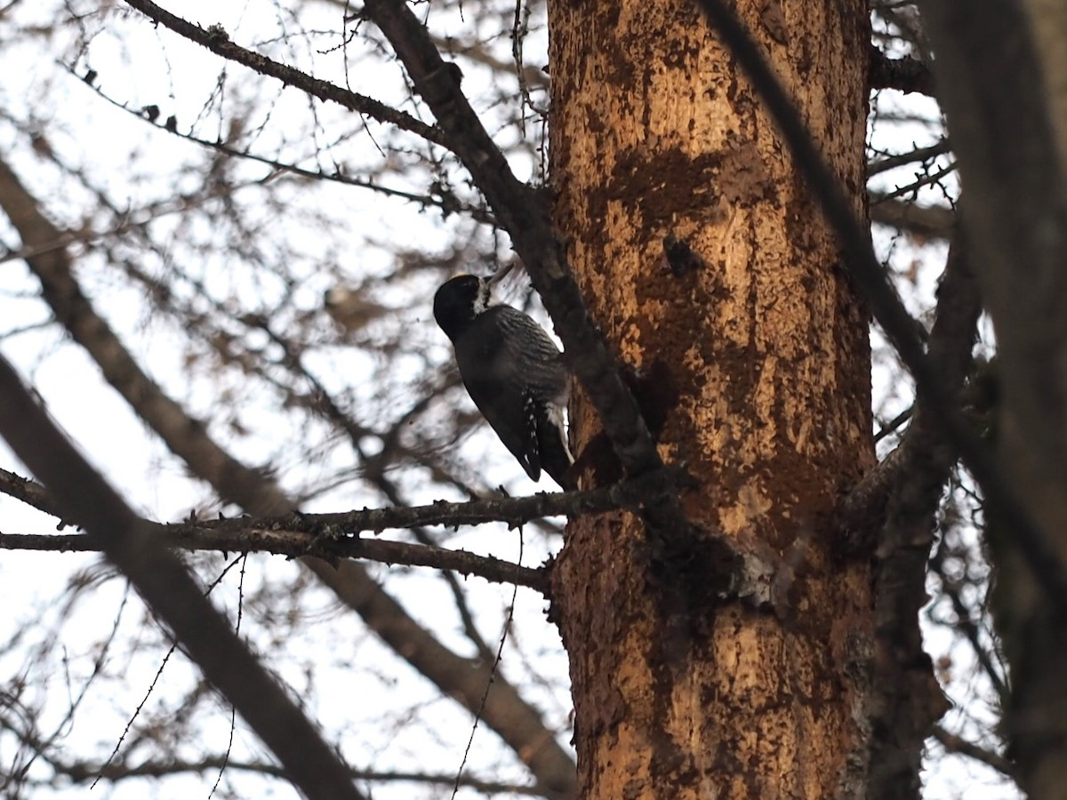 Schwarzrückenspecht - ML646860549