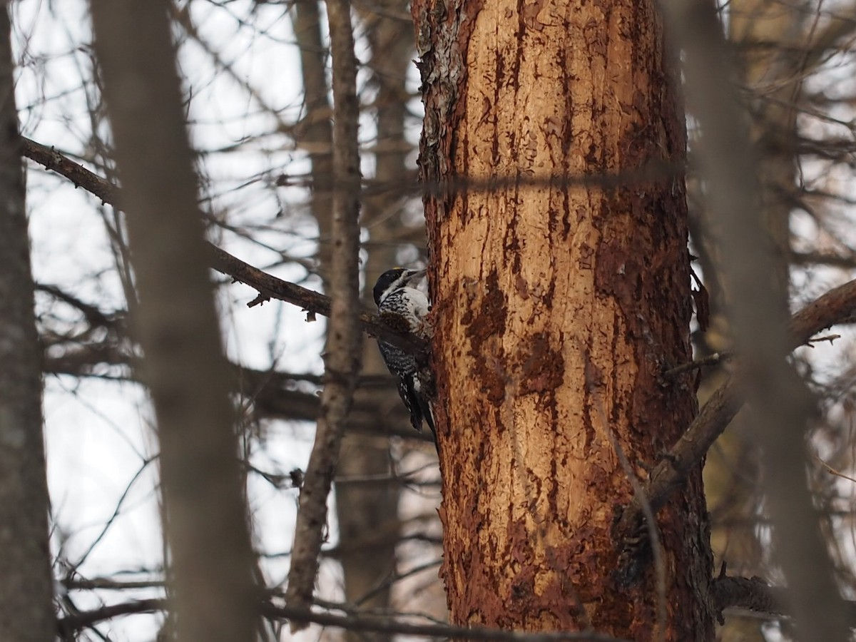 Schwarzrückenspecht - ML646860550