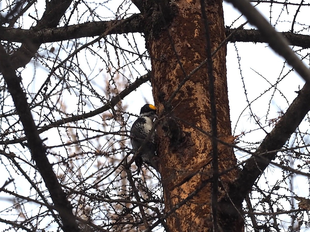 Schwarzrückenspecht - ML646860551