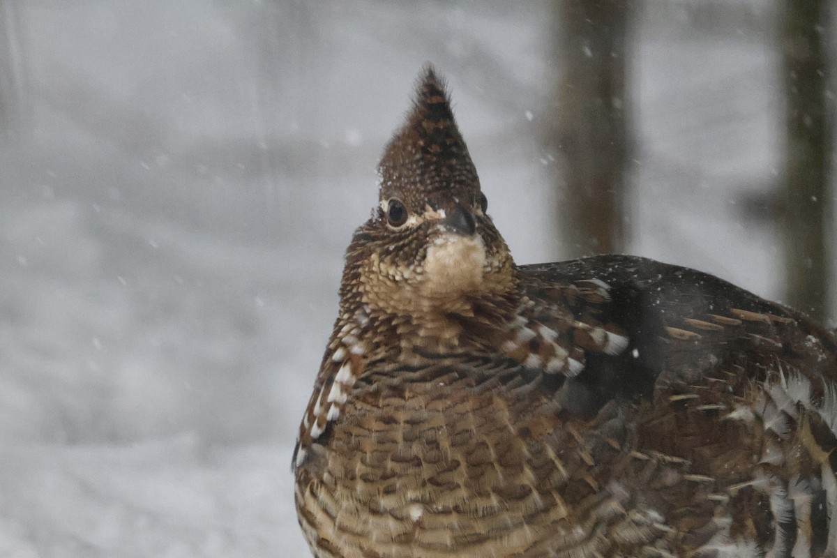 Ruffed Grouse - ML646860570