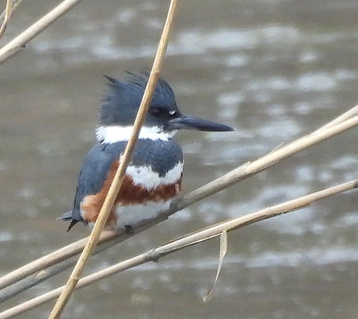 Belted Kingfisher - ML646860573