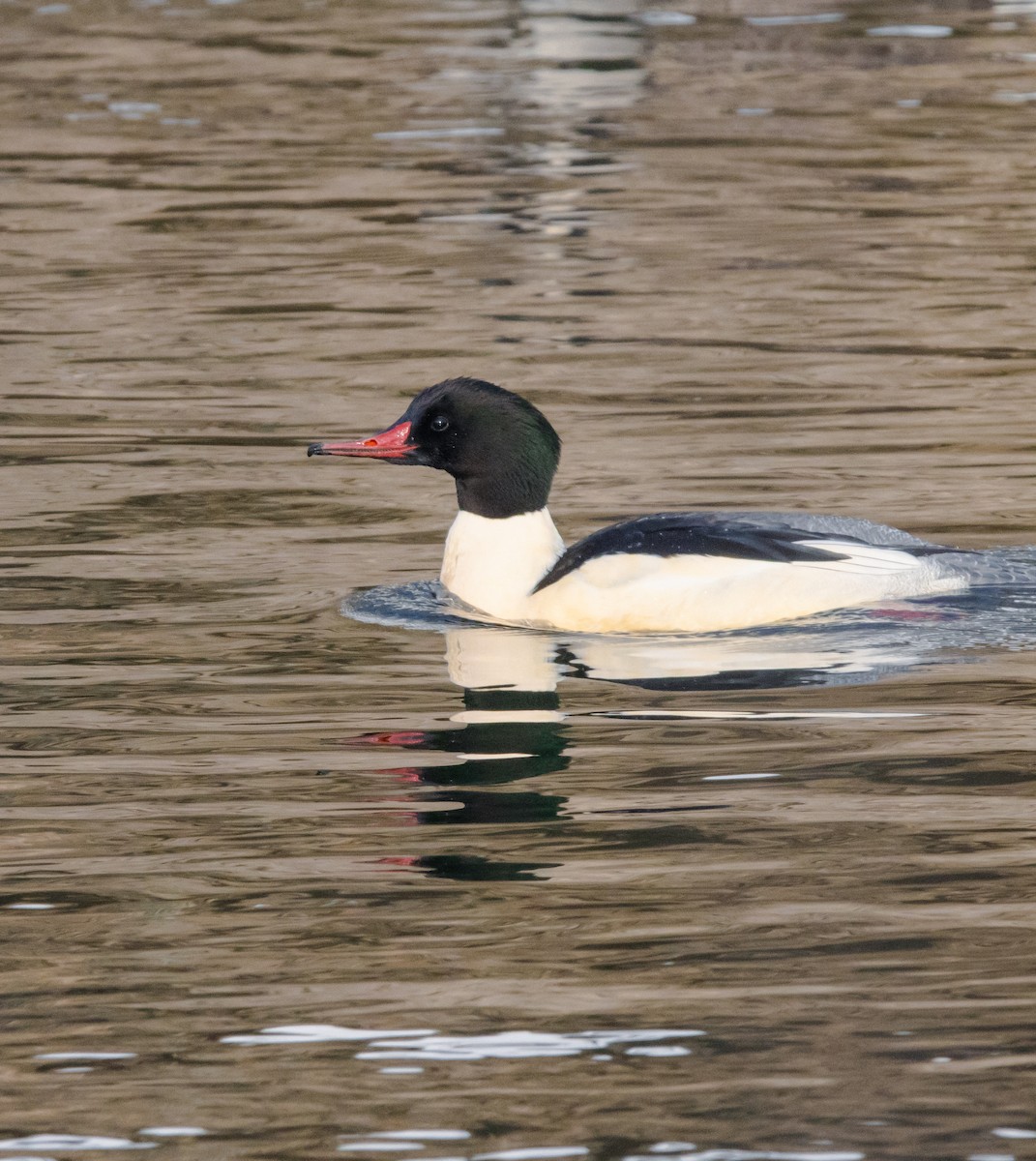 Common Merganser - ML646860574