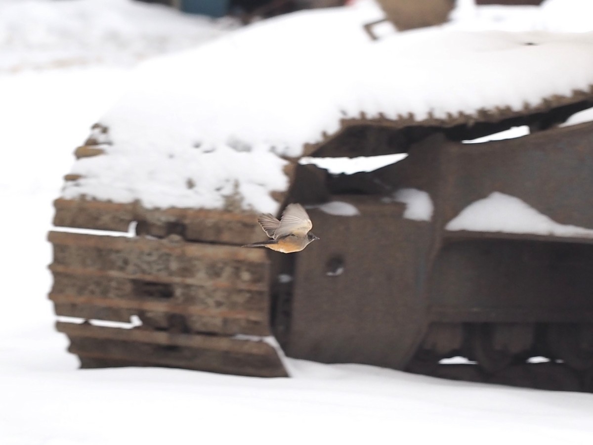 Zimtbauch-Phoebetyrann - ML646860575