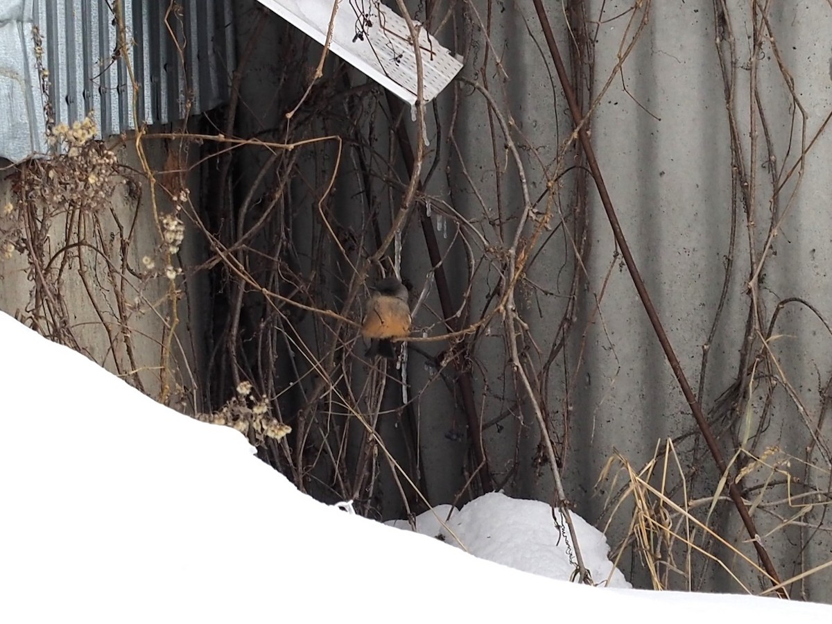 Zimtbauch-Phoebetyrann - ML646860576