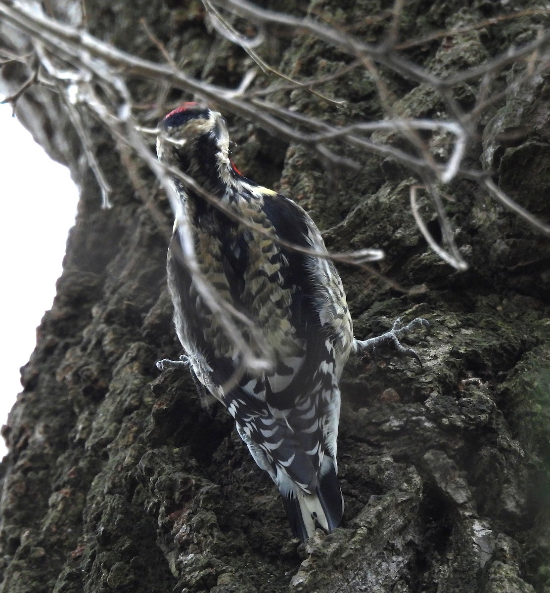 Yellow-bellied Sapsucker - ML646860579