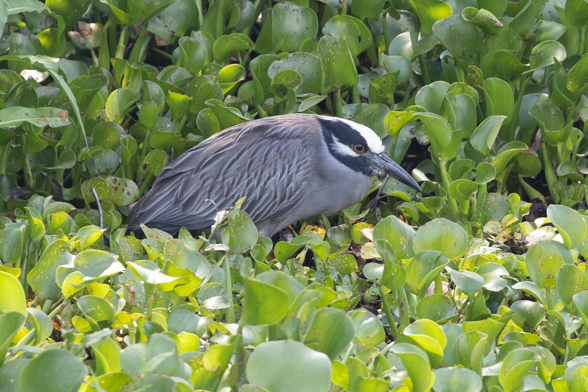 kvakoš žlutočelý - ML646860583