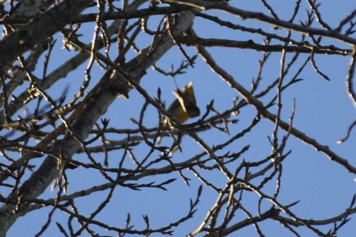 Западный луговой трупиал - ML646860584