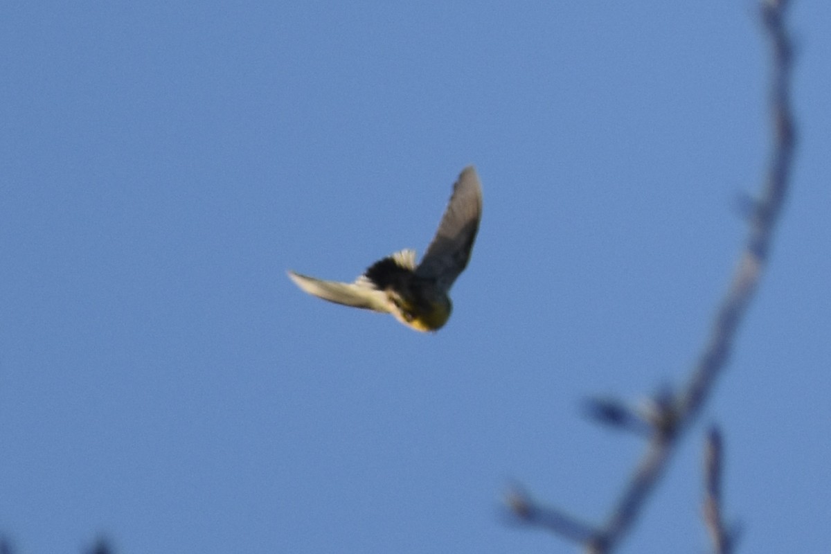 Западный луговой трупиал - ML646860585