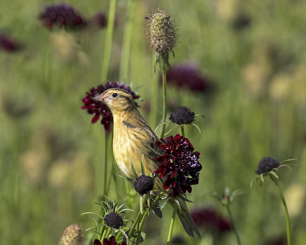 Bobolink - ML646860587