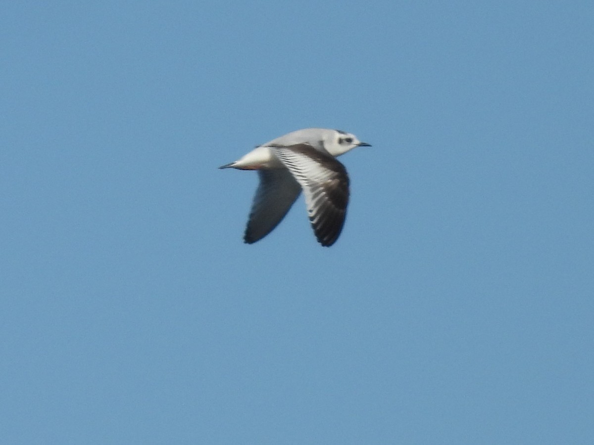 Mouette pygmée - ML646860590