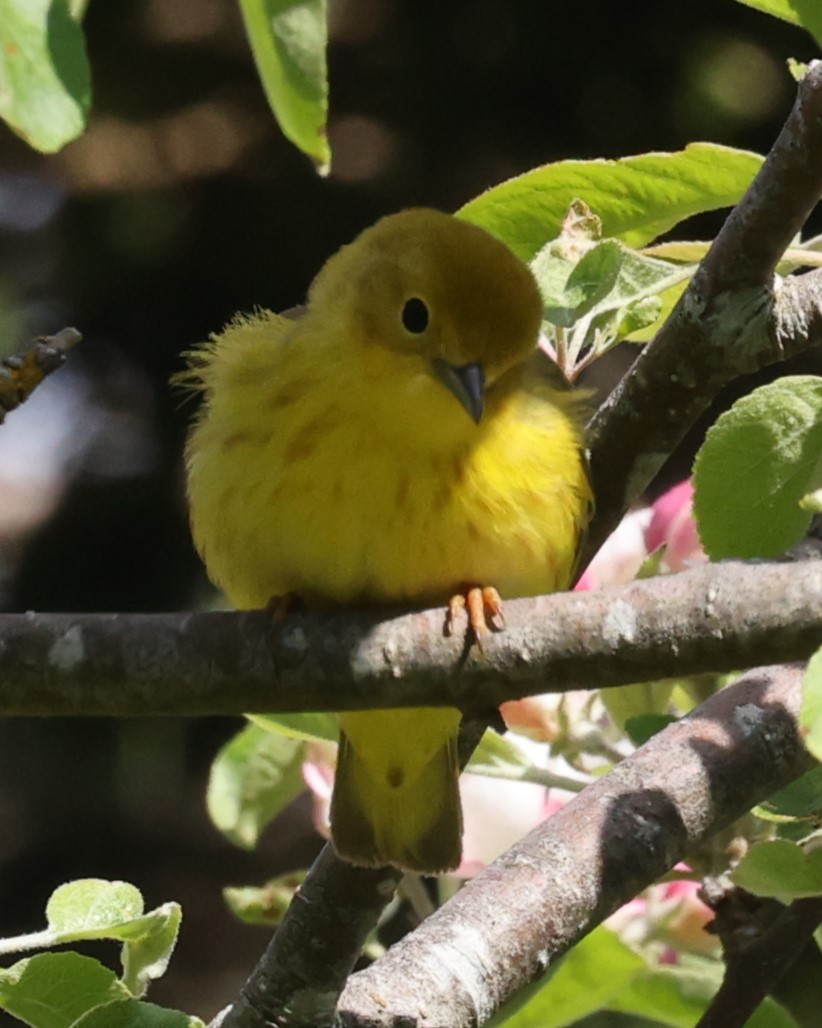 Northern Yellow Warbler - ML646860591