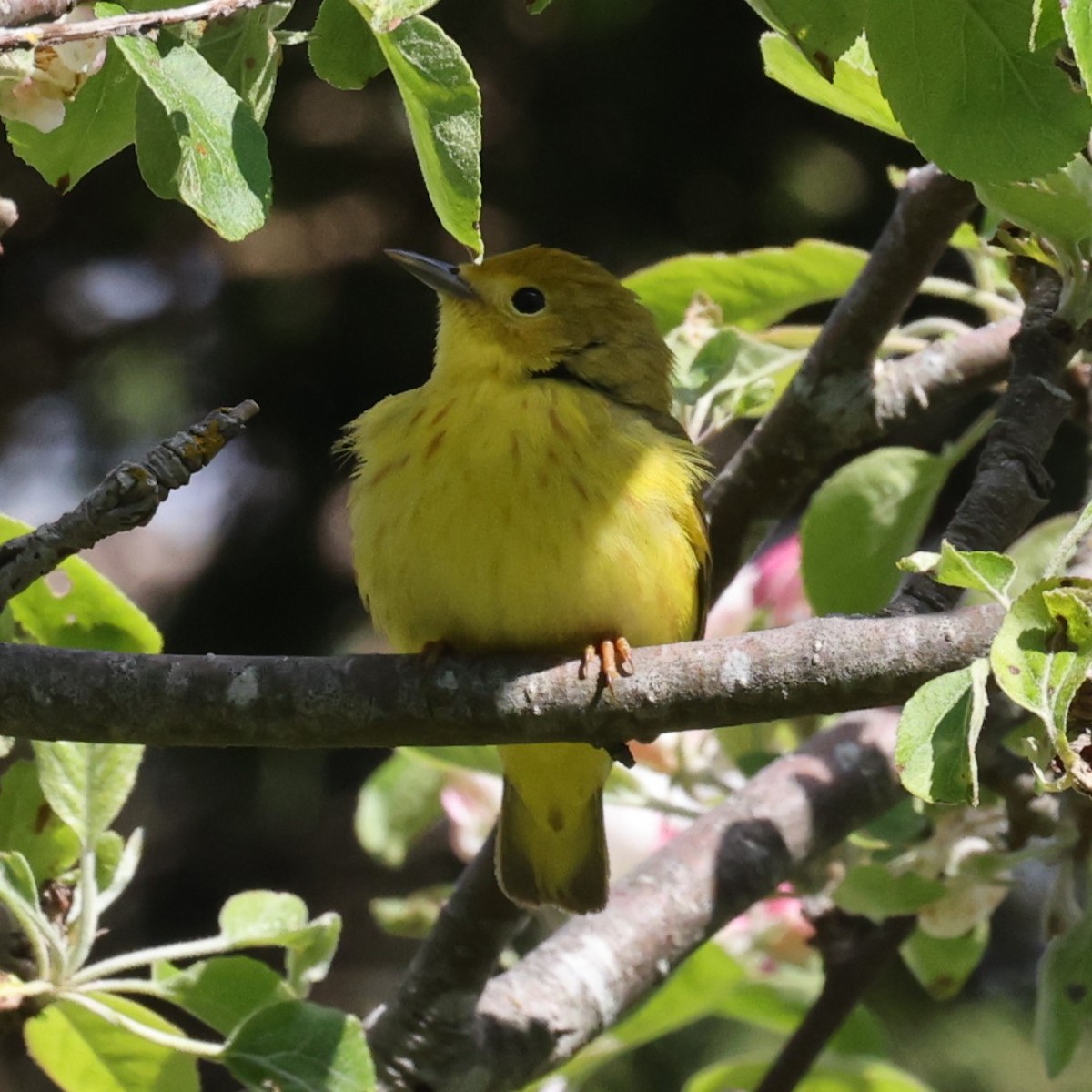 Northern Yellow Warbler - ML646860592