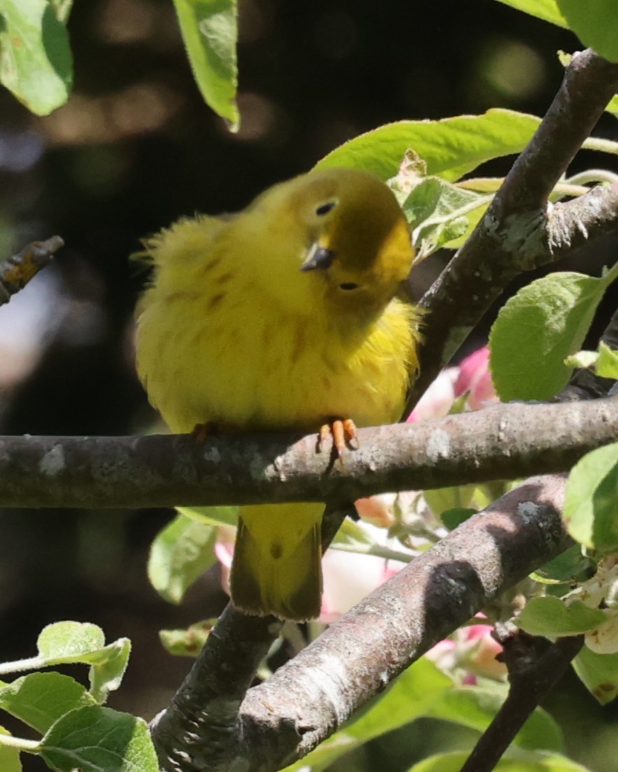Northern Yellow Warbler - ML646860593