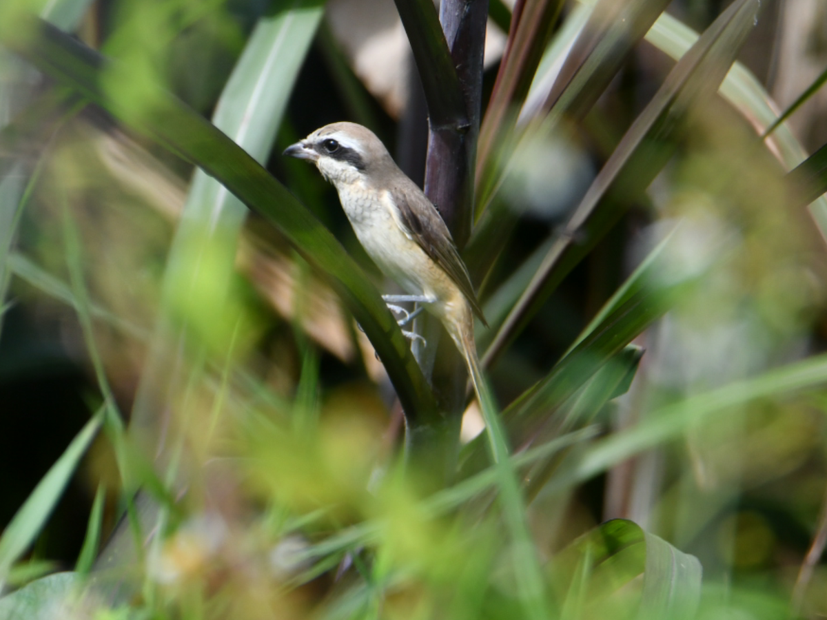 Brown Shrike - ML646860600