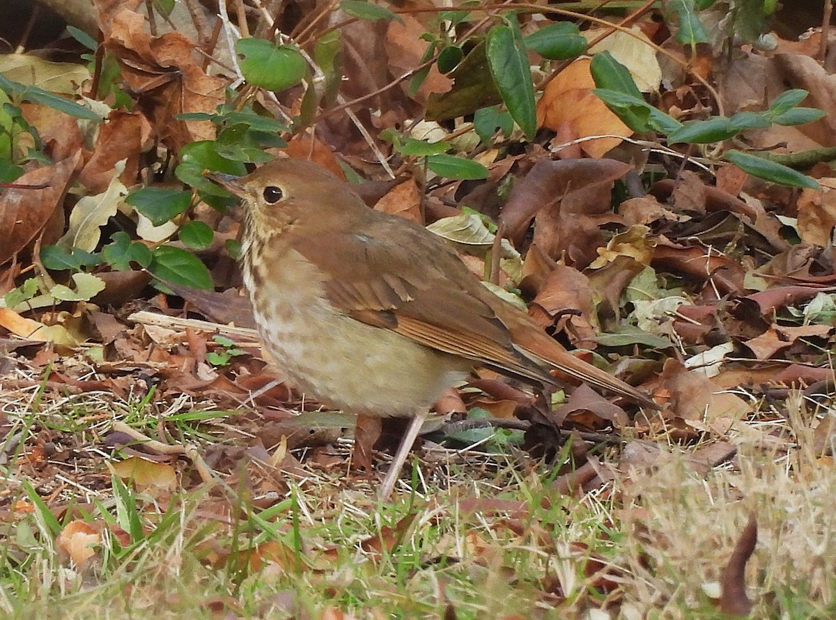 Hermit Thrush - ML646860601