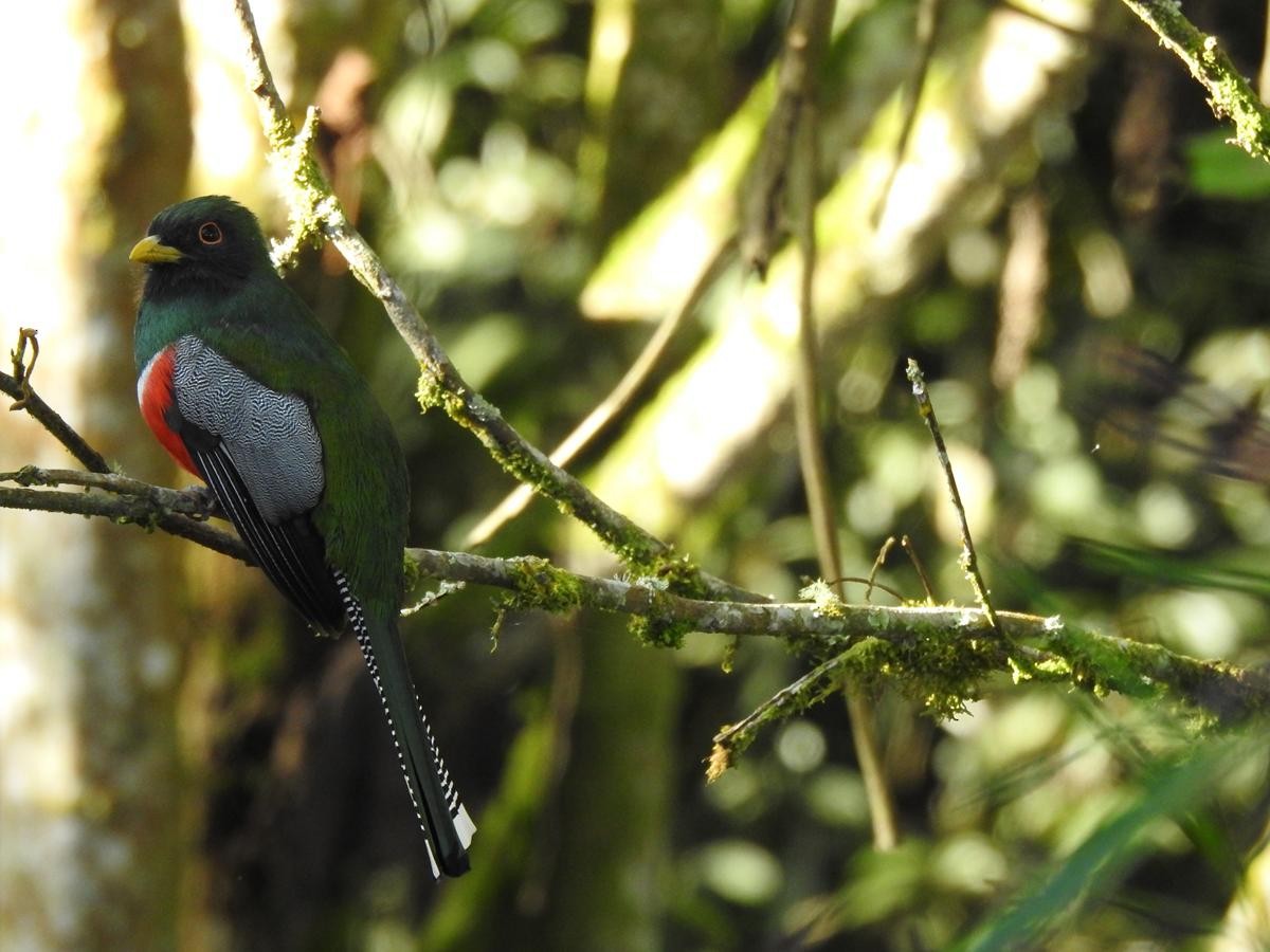 Collared Trogon - ML646860602