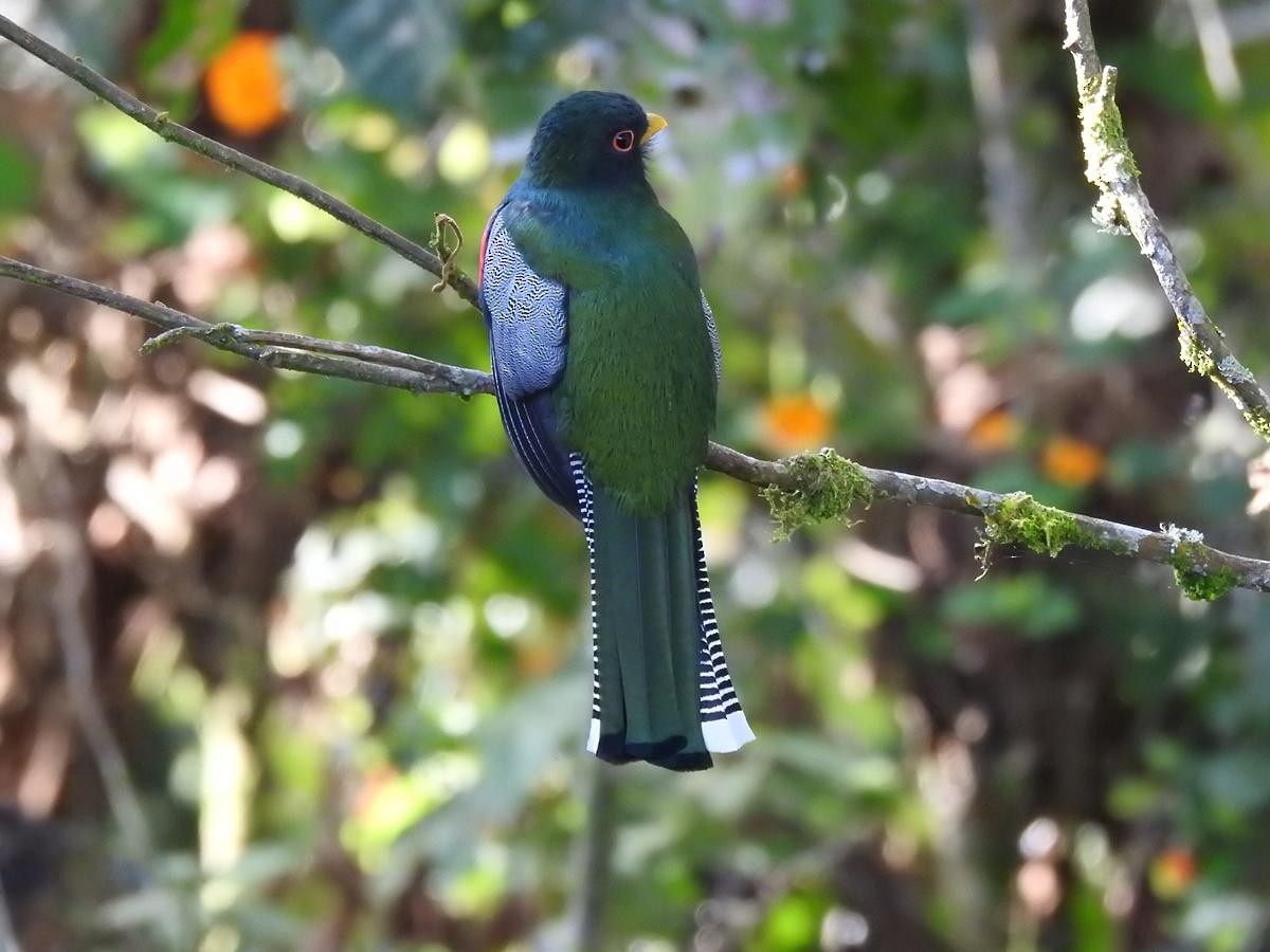 Collared Trogon - ML646860603