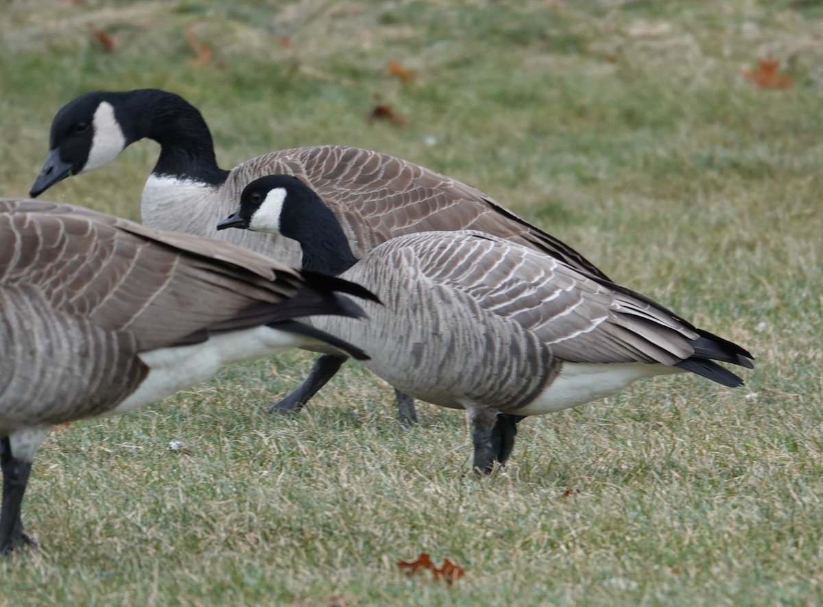 シジュウカラガン - ML646860610