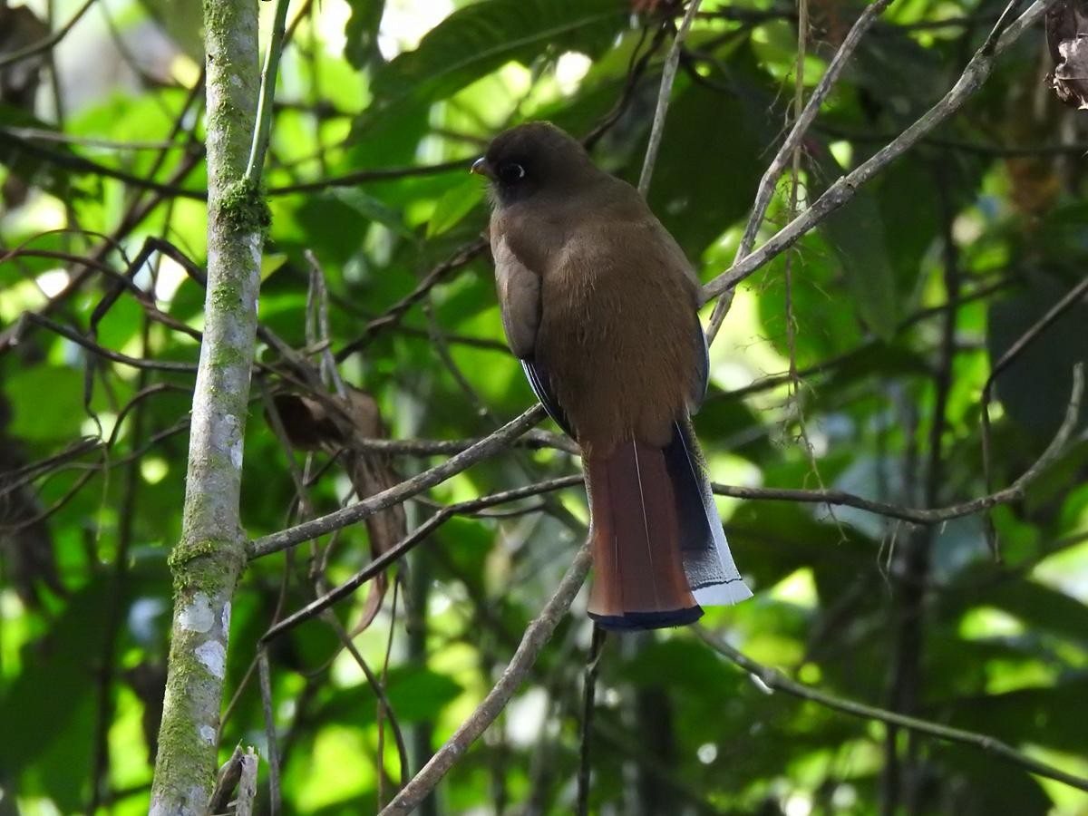 Collared Trogon - ML646860611