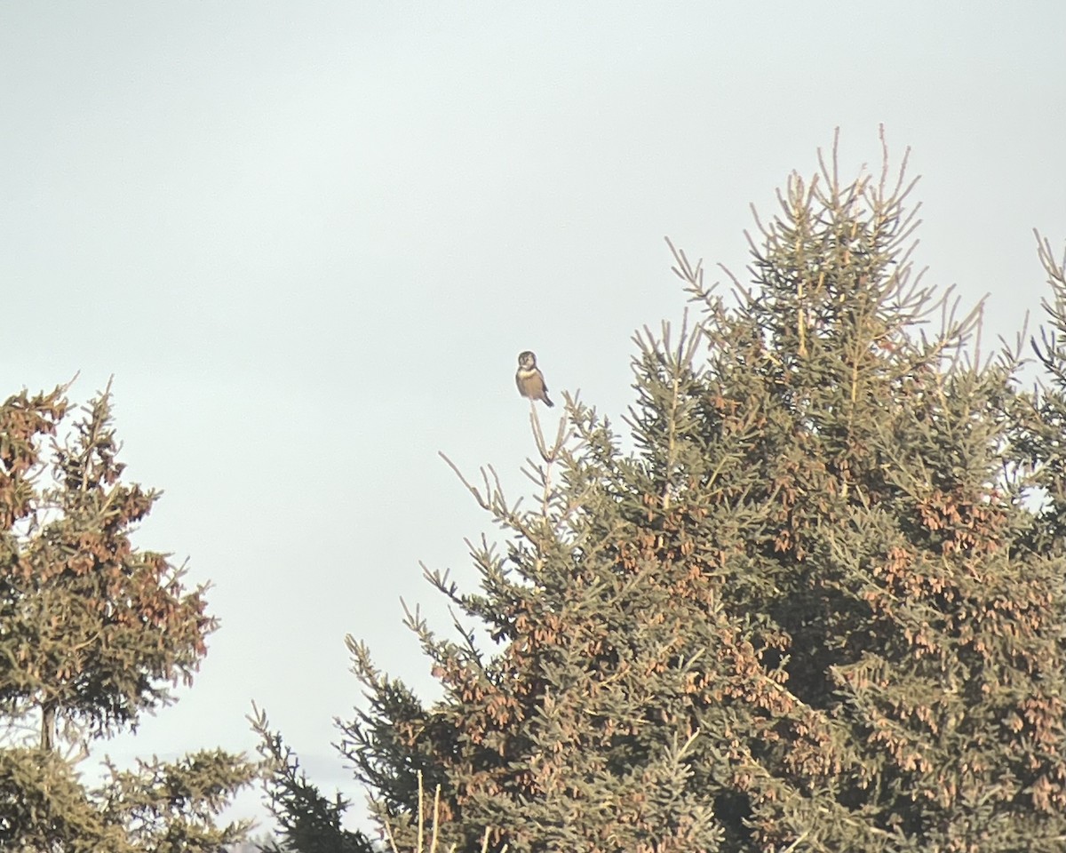 Sperbereule - ML646860612