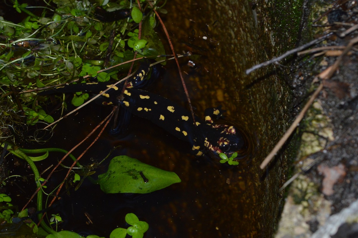 Salamandra pezzata - ML646860614